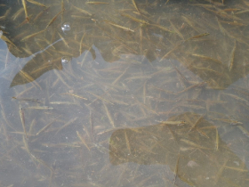 Előnevelt csukatelepítés az RSD felső szakaszára (2022.05.03)