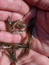 csukatelepites_20220503_2