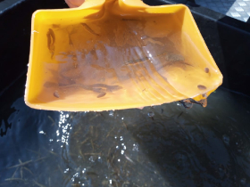 csukatelepites_20220503_7