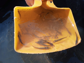 csukatelepites_20220503_8