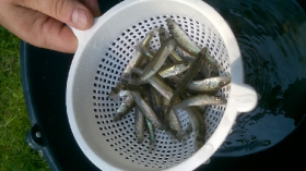 Előnevelt süllő lehalászás és telepítés 2019. június 18-án