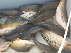 extra_ponty_20231116_10