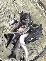 Kecsegetelepítés az RSD felső szakaszán, 2026.04.21.