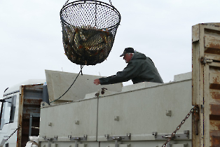 lehalaszas_20240311_10