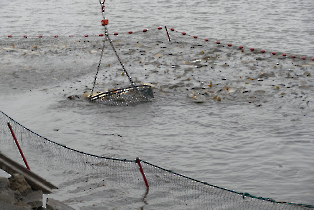 lehalaszas_20240311_14