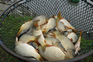 lehalaszas_20240311_15