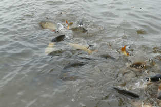 lehalaszas_20240311_19