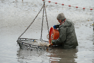 lehalaszas_20240311_4