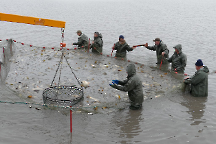 lehalaszas_20240311_8