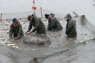 lehalaszas_20240311_9