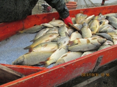 Lehalászás Makádon (2017.10.31)