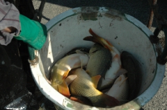 Pontytelepítés Csepelen (2010.06.09.)