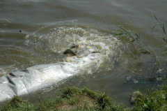 telepites_20100609_6