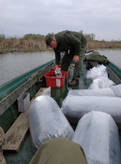 Ragadozó ivadék telepítés 2019. április 11-én