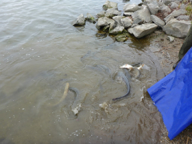 telepites_20190314_10