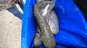 telepites_20190314_7