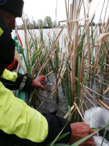 sullo_csuka_ivadek_telepites_20200414_12