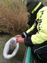 sullo_csuka_ivadek_telepites_20200414_13