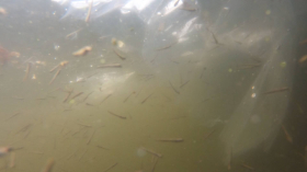 sullo_csuka_ivadek_telepites_20200414_8