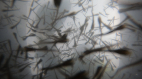 sullo_csuka_ivadek_telepites_20200414_9