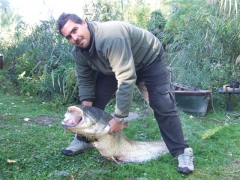 Babai Zoltán 34 kg-os harcsája (2012.10.06)
