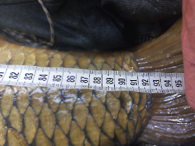 rekordponty_20240821_5