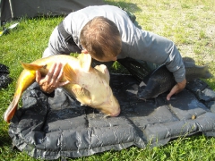 Nagy halak és különleges fogások a Duna-ágon