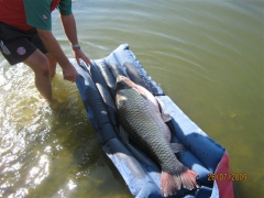Horváth András 27,7 kg-os amurja (2009.07.26)