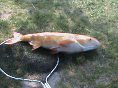 busa_komoroczki_001-1