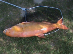 Komoróczki Sándor 30,47 kg-os albínó busája (2015.07.01)