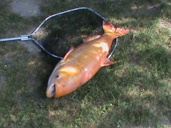 busa_komoroczki_001-3