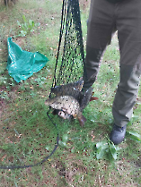 felderites_20230817_2