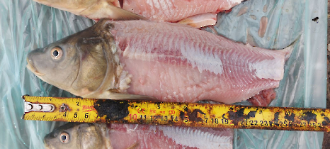 tetteneres_20231110_13