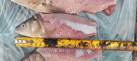 tetteneres_20231110_14