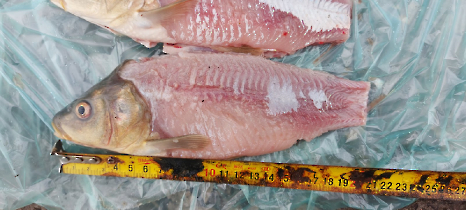 tetteneres_20231110_15