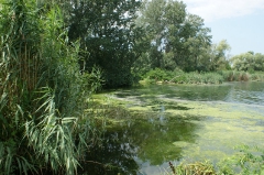 Rózsasziget és környéke