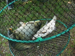 cshe_verseny_2013-81