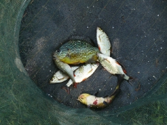 cshe_verseny_2012_28