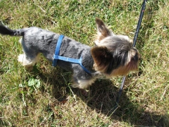 versenysport_2011_184