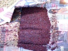 ohcsb_velence_2007_12