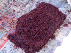 ohcsb_velence_2007_13