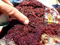 ohcsb_velence_2007_14