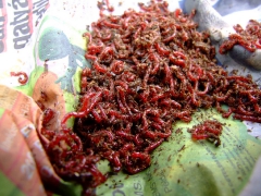 ohcsb_velence_2007_28