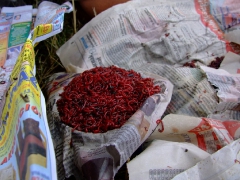 ohcsb_velence_2007_29