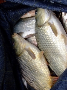 ohcsb_velence_2007_82