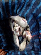 ohcsb_velence_2007_83