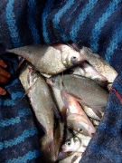 ohcsb_velence_2007_84