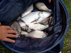 ohcsb_velence_2007_88