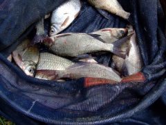 ohcsb_velence_2007_90