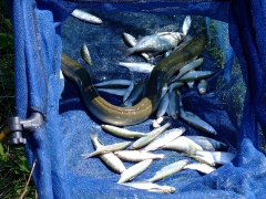 ohcsb_velence_2008_102